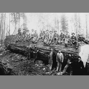 The crew after a tree removal